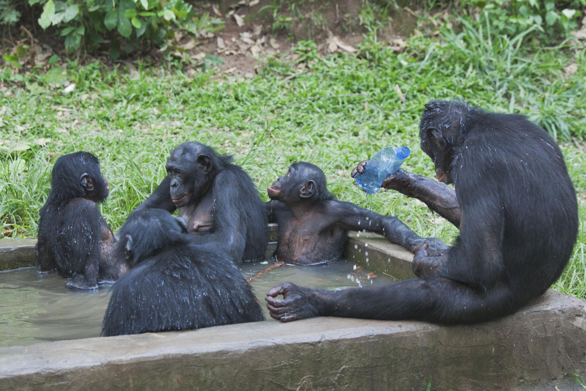 Lola Ya Bonobo Sanctuary
